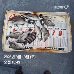 09.19 [고성] 욕지군도] 오후 낚시 정출 낚시 실시간 및 출조 안내입니다 사진