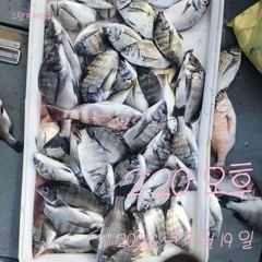 [고성] 19일 감성돔 흘림 조황입니다. 사진