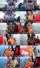 <볼보호> 문어 종일 마무리 조황(19일)-군산 문어가 무럭무럭 자라고 있습니다~! 사진