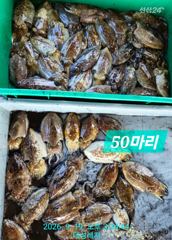 [통영] [풍화리 선외기 태성레저]갑이50마리/무늬22마리/문어17/16… 사진