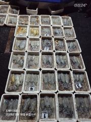 [통영] 17일 무늬조황 월화 자리 있어요 사진