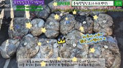 9월19일 홍원항힐링호 초~대박 쭈꾸미 망테기 조황~!어제보다 좀더 잡았네요 ㅋㅋ 하루 할당량 오바 ^.^ 장원10kg오바~ 2등7kg 수고많으셨습니다~ 사진