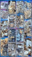 9월19일 자연피싱호 갑오징어 출조. 사진