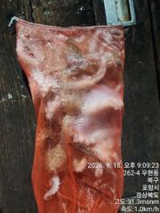 돌문어는 막막깨무는데..... 사진