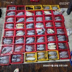 레코드호9/19 팁런무늬오징어 세자리수 넘기고 왔어요 사진