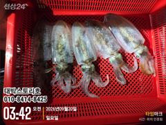 [통영] 무늬오징어~ 야간팁런, 바람과너울에도 이민큼~ 오늘자리여유 사진