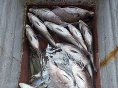 [통영] (풍화리)새풍화레저 뺀찌 & 살감시 대박 조황 외 사진
