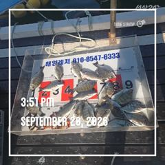 해양레저 흘림 감성돔 마리수 조황 사진