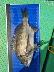 [거제] 감성돔 거제인성낚시 4짜외 사진