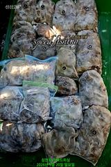 [사천] 내일 주꾸미 긴급 모집!!(무조건 출조 확정) 사진