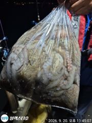 [사천] 굵은 씨알 묵직한 손맛들 보셨습니다 사진