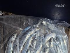 [여수,광양] (은별호)9/20. 내만갈치 조황입니다 사진