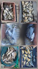 고성내만 선외기 및 선상 사진