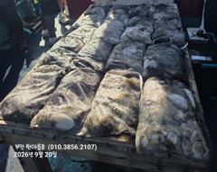 9월20일 부안 한아름호 쭈꾸미(갑오징어) 사진