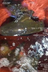[거제] [거제블루]거제권 팁런 무늬오징어 번출조황입니다 오늘 예약가능~… 사진