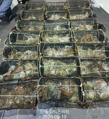 [진해] 야간문어!덩어리급 제수문어 잡으러 오세요 ~내일예약가능. 사진