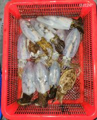 20일 무늬팁런게임 조황입니다 사진