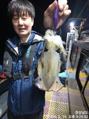 [거제] (무늬오징어)욕지권 전투팁런 대물 집중공략~고잉메리호(오늘 예약… 사진