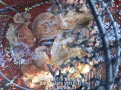 (실시간)문어 사량도권 500g 이상 덩치들 쭉쭉~홍부장피싱(2… 사진