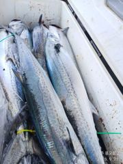 [경주] 대삼치들이 감포코앞바다에서 진을 치고 있습니다. 사진