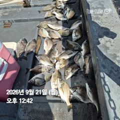 [마산] 돔앤돔호 오늘(월) 조황입니다...마릿수. 사진