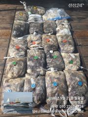 21일, 군산쭈꾸미, 어제 대박조황 오늘도 좋아요~망탱이 굿~~군산낚시프라자 하이원호 사진