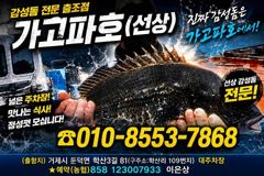 (감성돔)3짜 전후 마릿수~찌맛 손맛 쉴 틈없이~가고파호(22일 예약) 사진