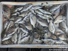 [거제] (감성돔)판떼기 행진 50여수~야간 팁런 덩치들 찍찍~야호(22… 사진
