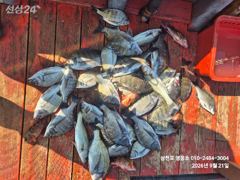 [사천] 금일 감성돔 선장조업 사진
