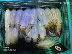 무늬팁런..추석연휴 정상출항합니다. 사진