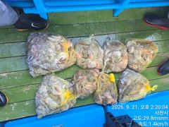[사천] 삼천포 제일호 돌문어 조황!! 사진