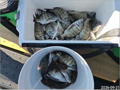 대교 내만권 감성돔 마릿수 조황입니다...(덴마) 사진