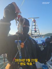 완도덕호 9.21 쭈꾸미 사진