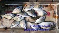 [부산] 가덕천성진양 감성돔 좌대조황 260921 월 사진