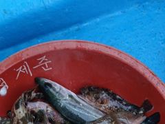 [사천] 쏨뱅이.북발 사진