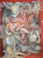 ~~*돌문어 꾸준한마리수 많이많이 올라옵니다~(화욜예약가능)*~~ 사진