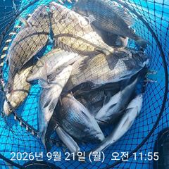 [사천] 삼천포 내만권 감성돔 사진
