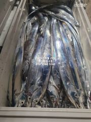 [마산] 내만갈치)쿨러에 갈치가 한가득~^^예약중 사진