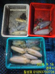낮대삼치 밤 무늬오징어 수.목.금.토.일 모집합니다 사진