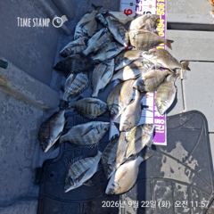 [마산] 진동영근호 오늘 감성돔 마리수 조황입니다 사진