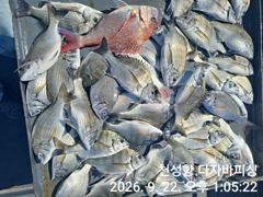 [부산] 오늘도 감성돔 선상카고 대박 조황 입니다 사진