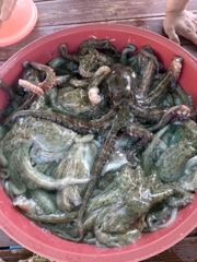 삼천포 물새호 문어조황. 내일 주꾸미출조 사진