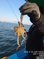 [사천] 쭈꾸미 굿조황 사진