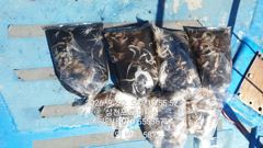 [사천] 주꾸미(삼천포) 80여수 손맛~갑오징어는 손님~로마피싱(24일 … 사진