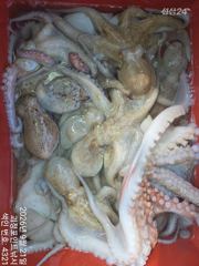 ~~*굵직한돌문어 꾸준한마리수 잘나옵니다~(예약가능)*~~ 사진