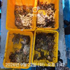 문어 장원 28마리 사진