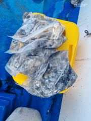 [오천항 갈매기호] 9월 22일 갑오징어&쭈꾸미 조황입니다. 사진