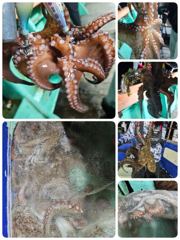 포항문어 목금토일요일 모집중입니다 사진