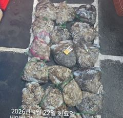 루어파이터호-9/22 화 [3물] 쭈꾸미/갑오징어 조항 입니다. 사진