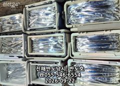 [진해] 22일,내만갈치,호조황연속,엄청나게 나옵니다.매일출항(목,토,일… 사진